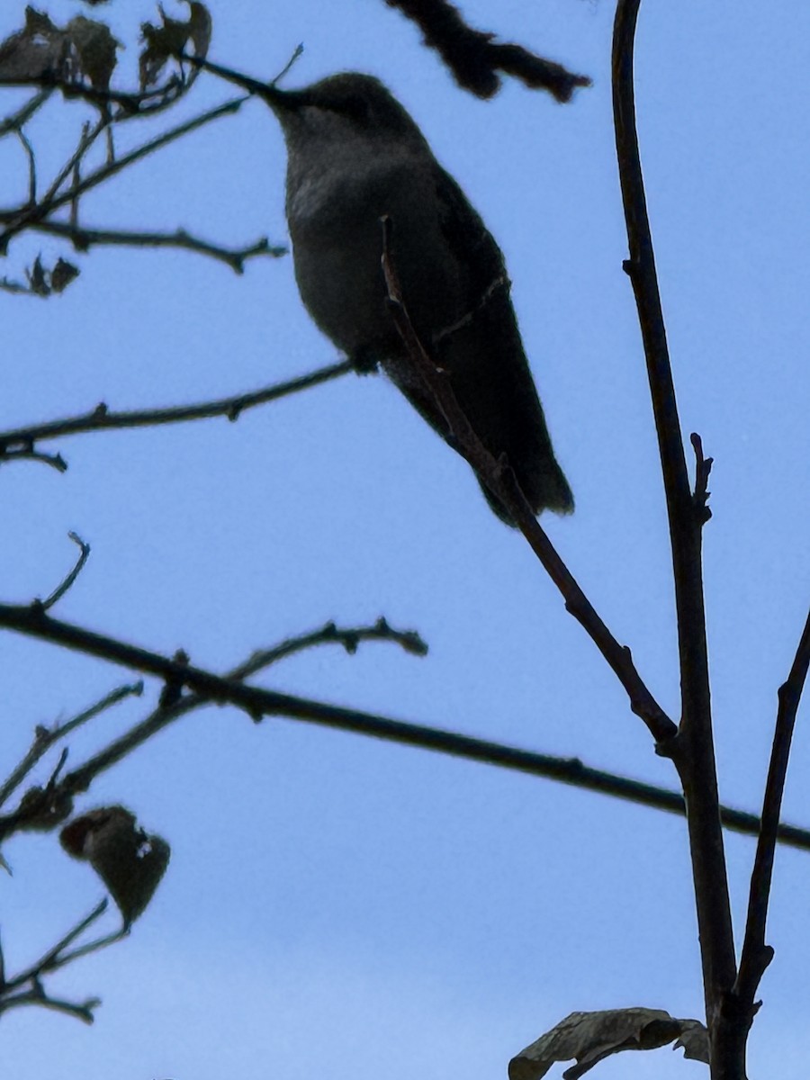 hummingbird sp. - ML641346530