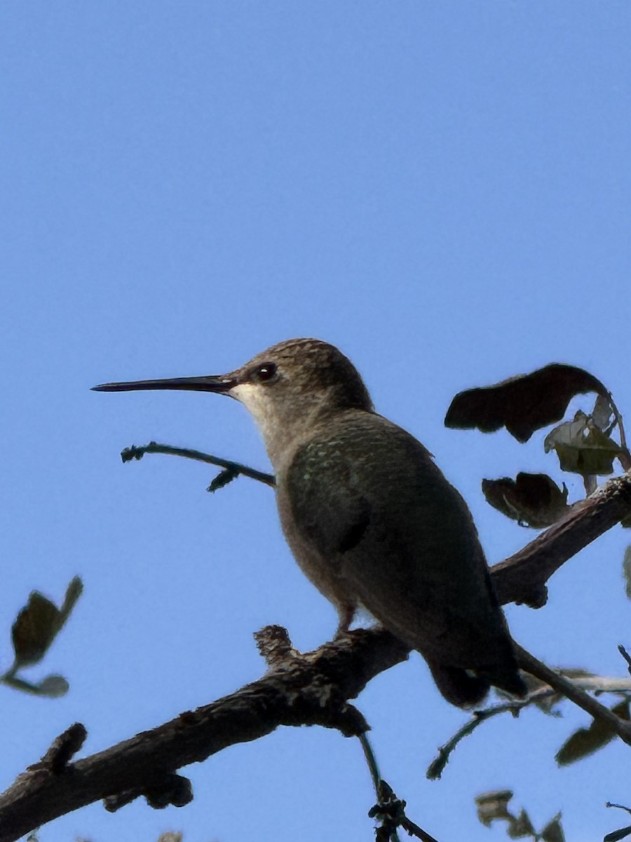 hummingbird sp. - ML641346531