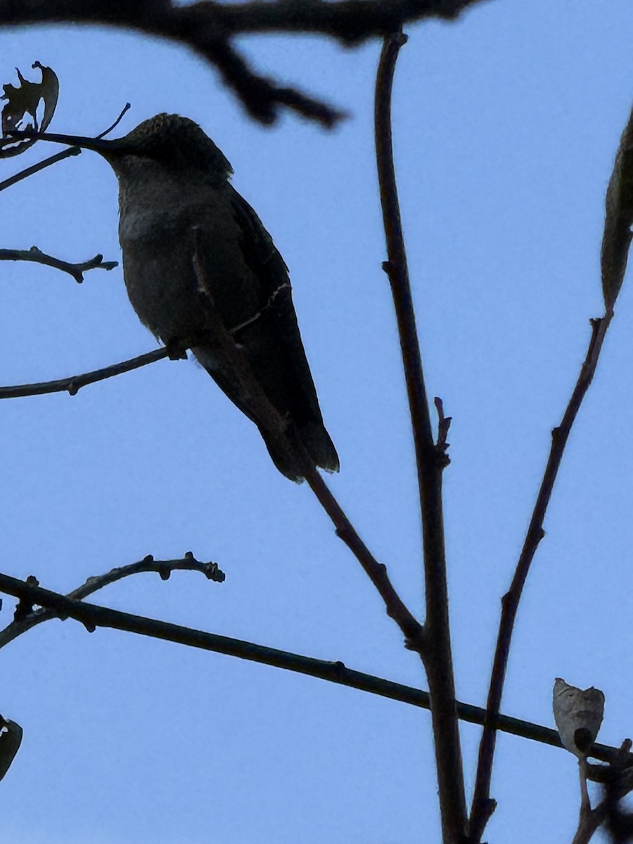 hummingbird sp. - ML641346532