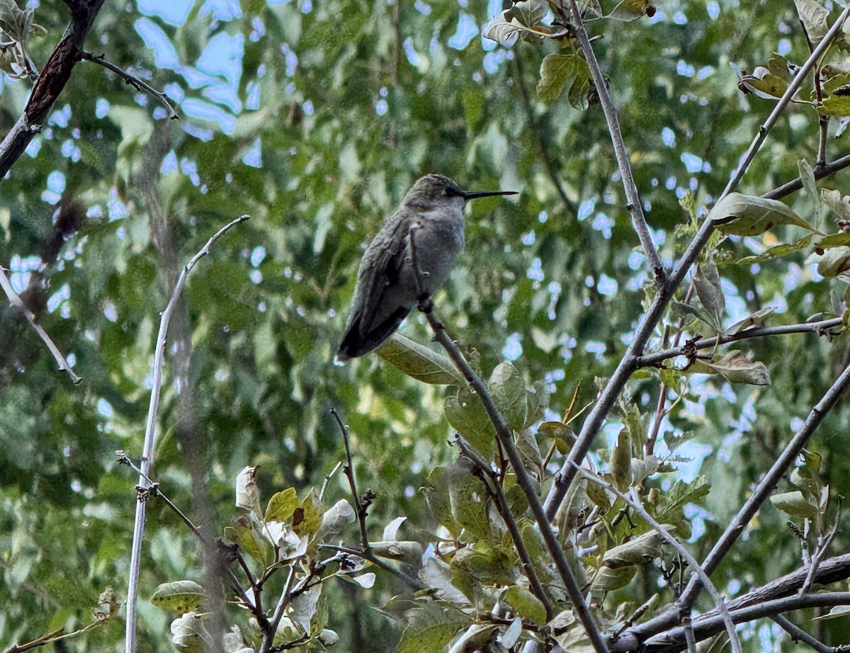 hummingbird sp. - ML641346533
