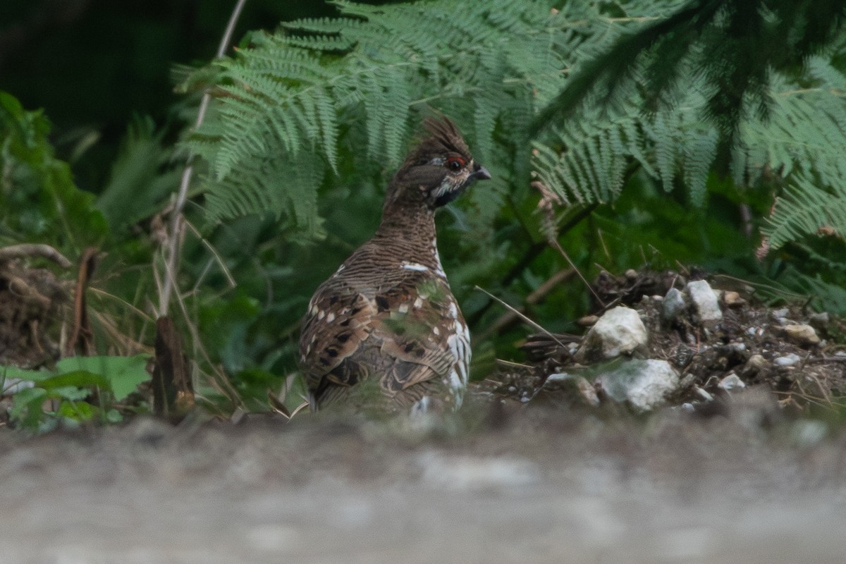 Hazel Grouse - ML641346540