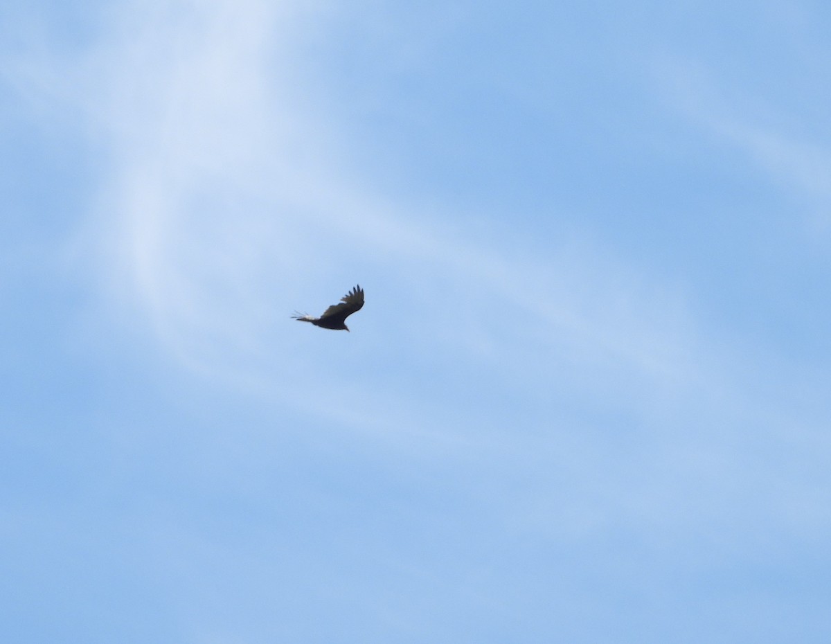 Turkey Vulture - ML641346545