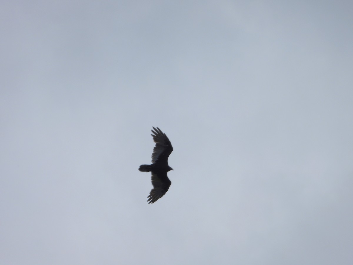 Turkey Vulture - ML641346546