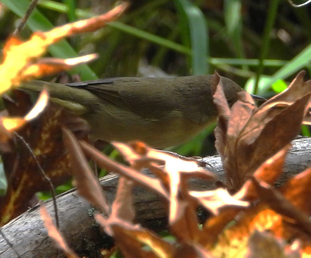 Common Yellowthroat - ML641346569