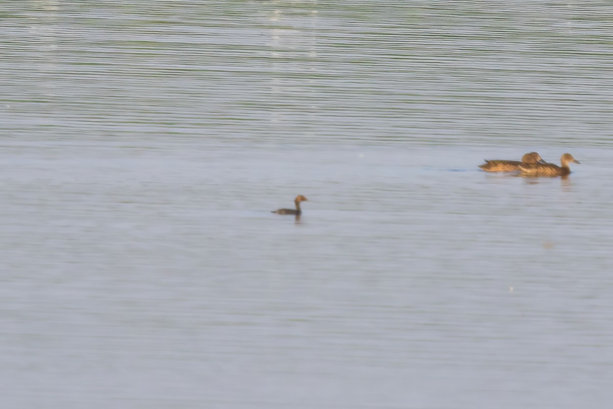 Eared Grebe - ML641346574