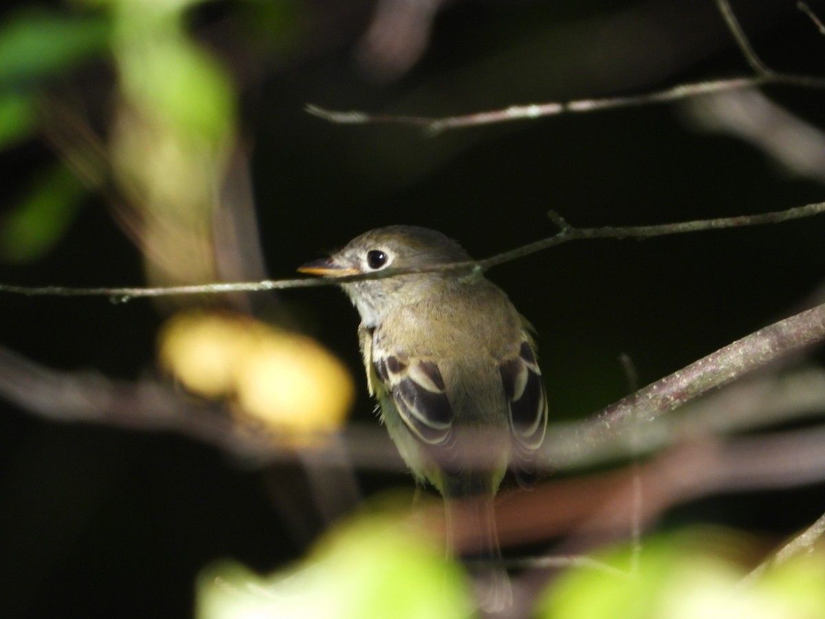 Least Flycatcher - ML641346591