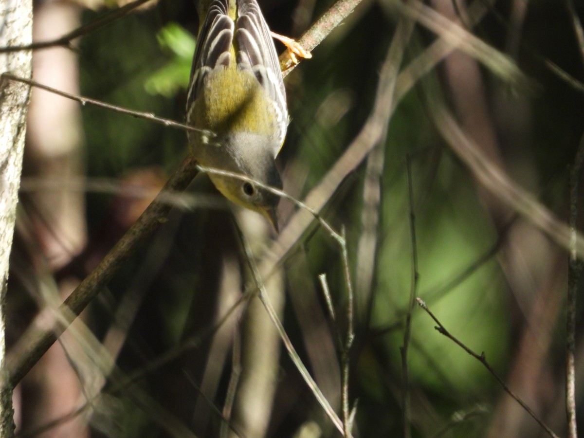 Magnolia Warbler - ML641346592