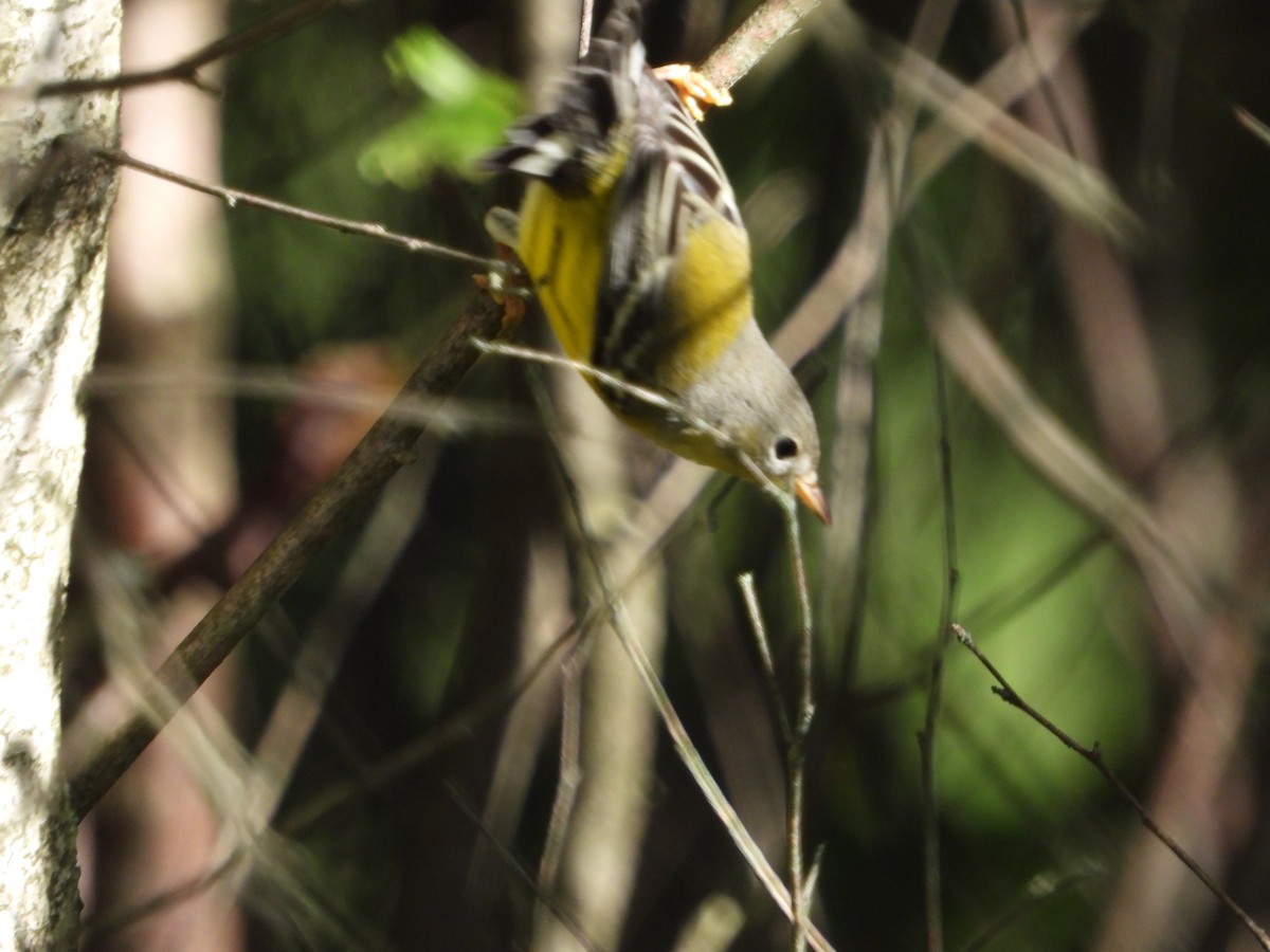 Magnolia Warbler - ML641346593