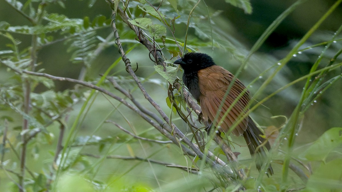 bengalsporegjøk - ML641346628