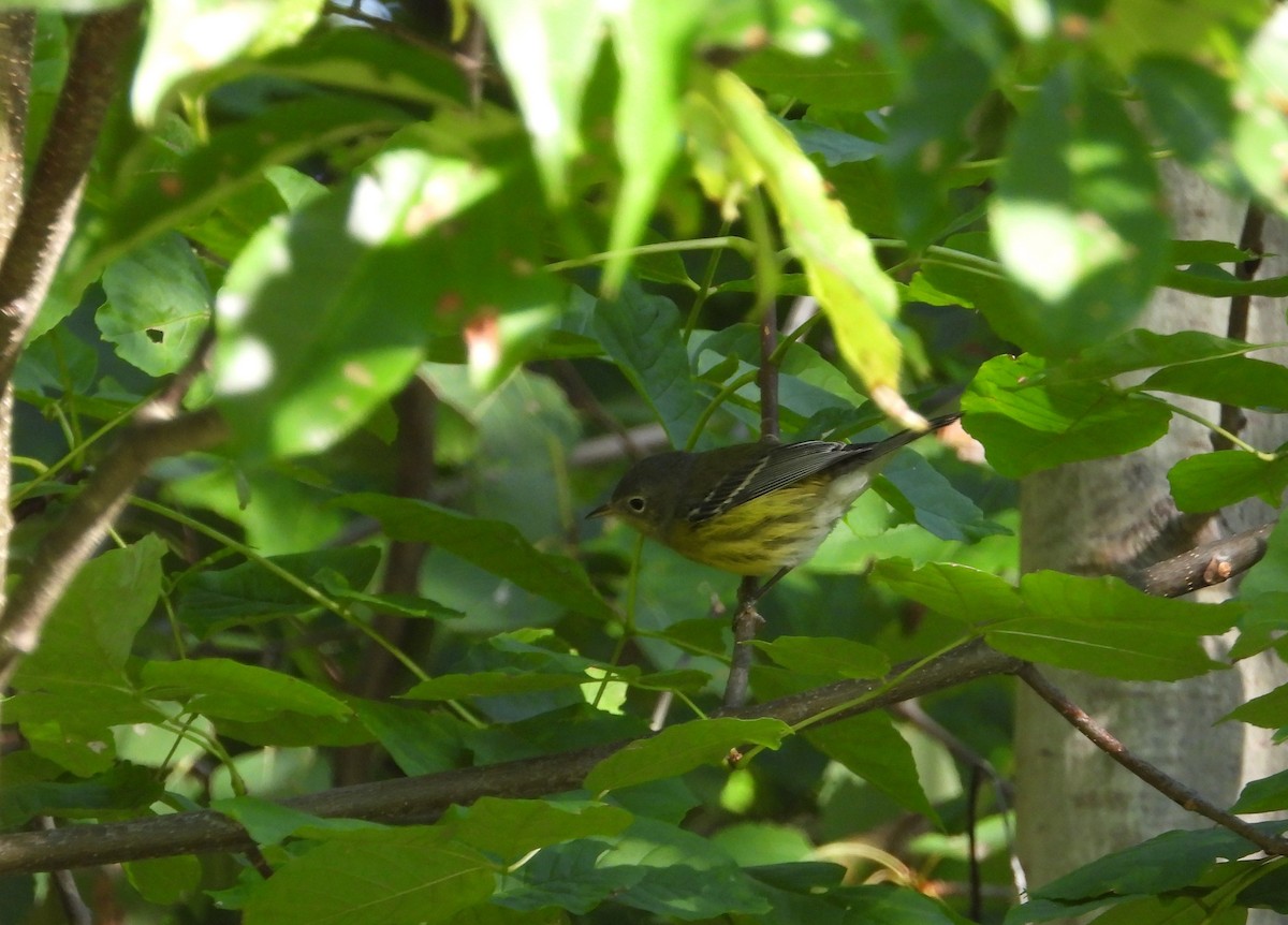 Magnolia Warbler - ML641346666