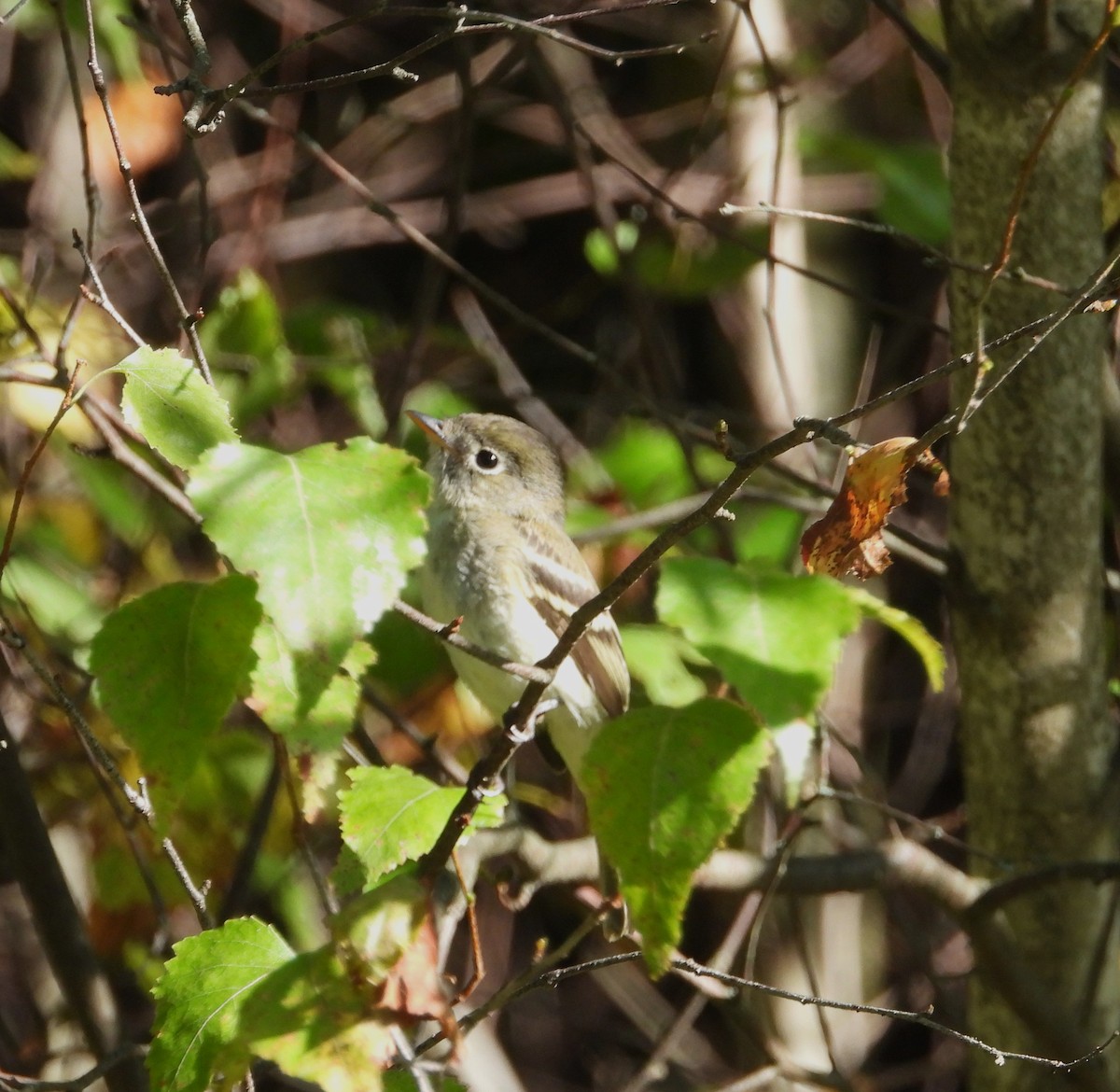 Least Flycatcher - ML641346670
