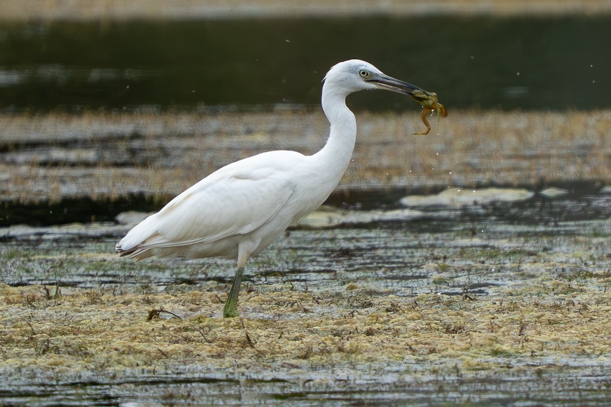 Little Blue Heron - ML641346676