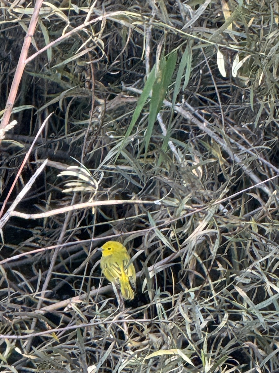 Yellow Warbler (Northern) - ML641346703