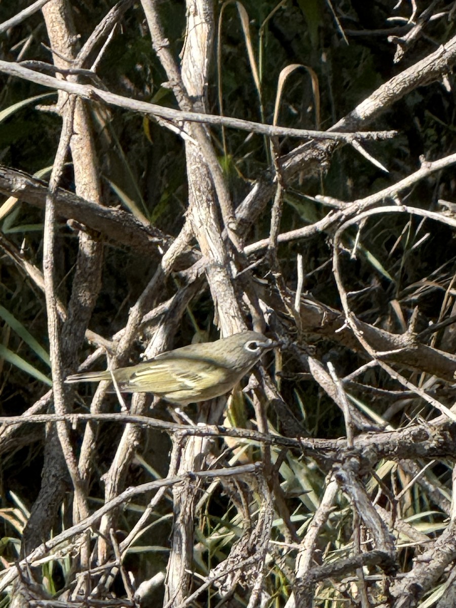 Cassin's Vireo - ML641346719