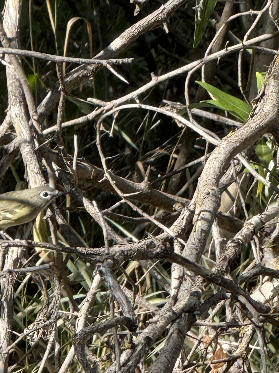Cassin's Vireo - ML641346720