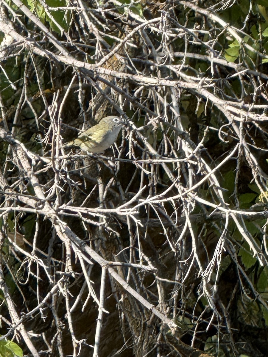 Cassin's Vireo - ML641346721