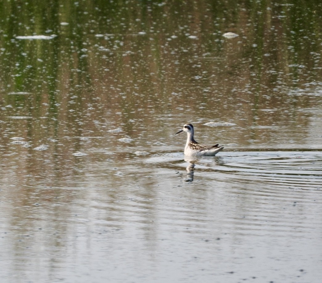 Red-necked Phalarope - ML641346722
