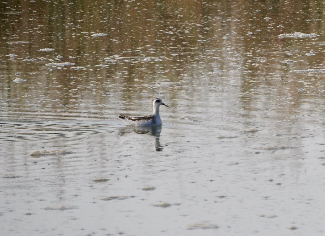 Red-necked Phalarope - ML641346723