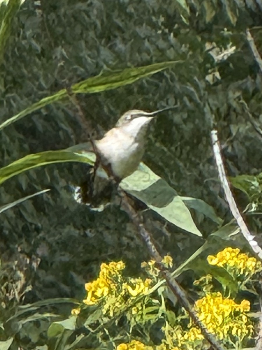Ruby-throated Hummingbird - ML641346738