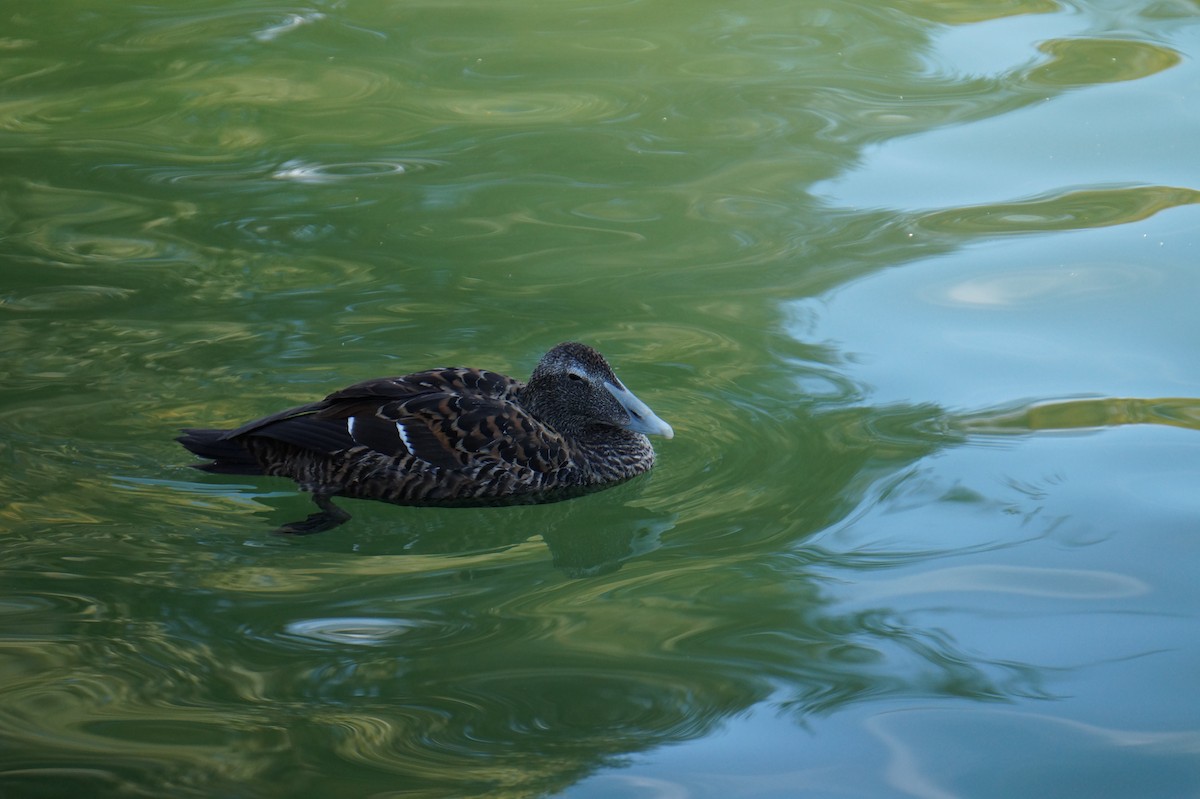 Common Eider - ML641346740