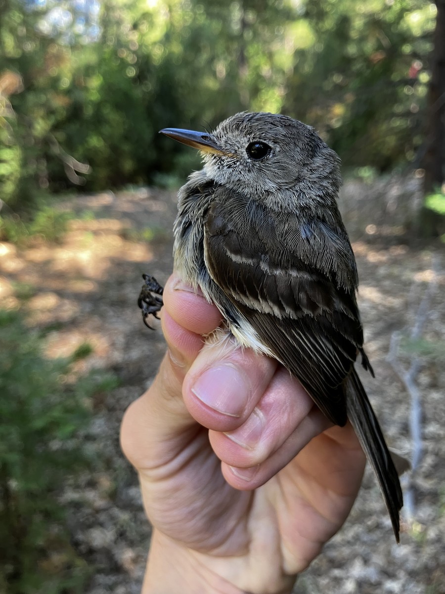 Gray Flycatcher - ML641346743
