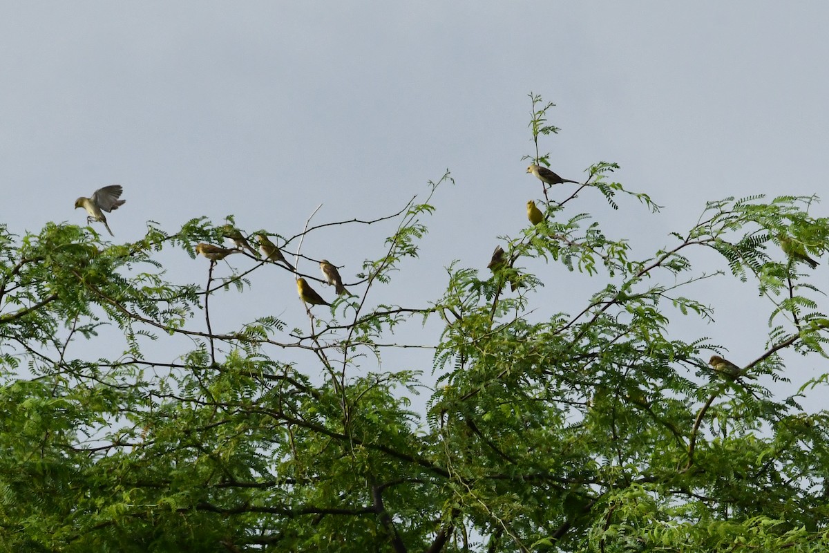 Sudan Golden Sparrow - ML641346754