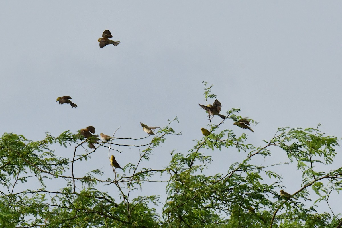 Sudan Golden Sparrow - ML641346755
