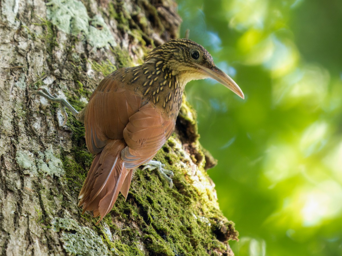 Ivory-billed Woodcreeper - ML641346759
