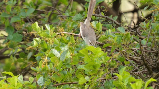 Drakensberg Prinia - ML641346789