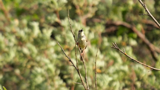 Drakensberg Prinia - ML641346790