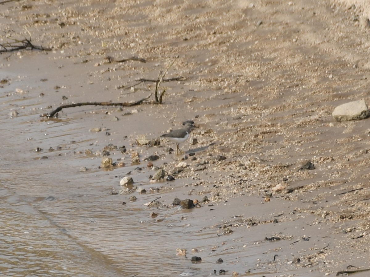 Spotted Sandpiper - ML641346795