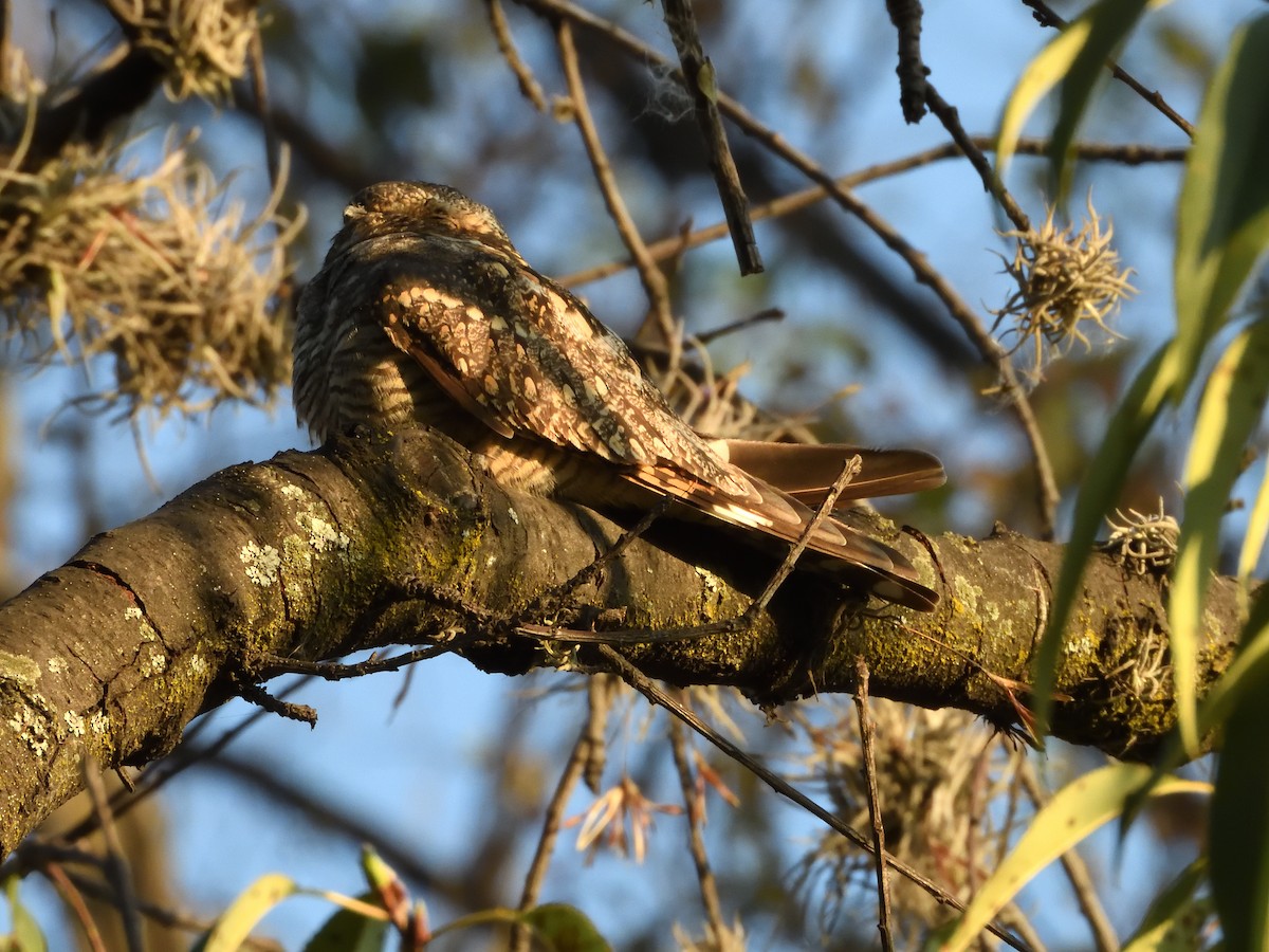 Lesser Nighthawk - ML641346810