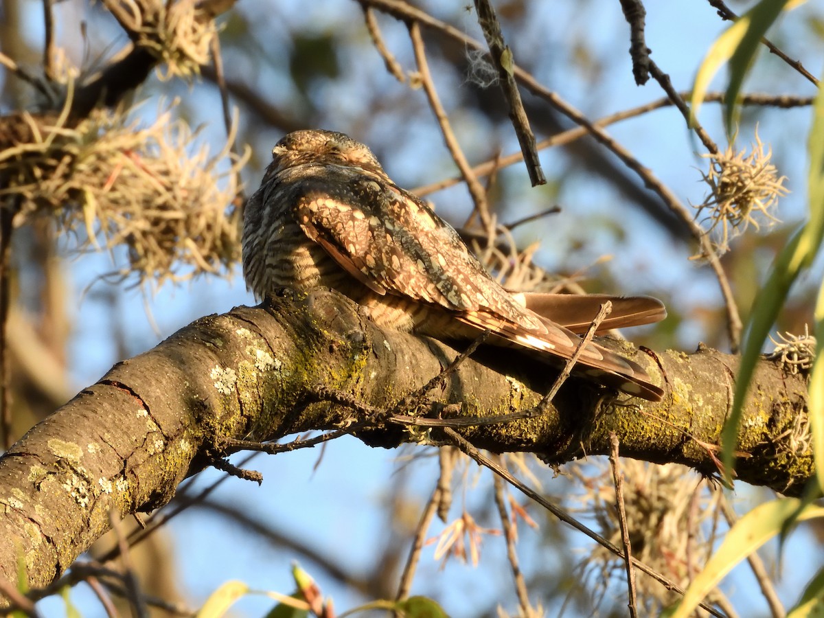 Lesser Nighthawk - ML641346811