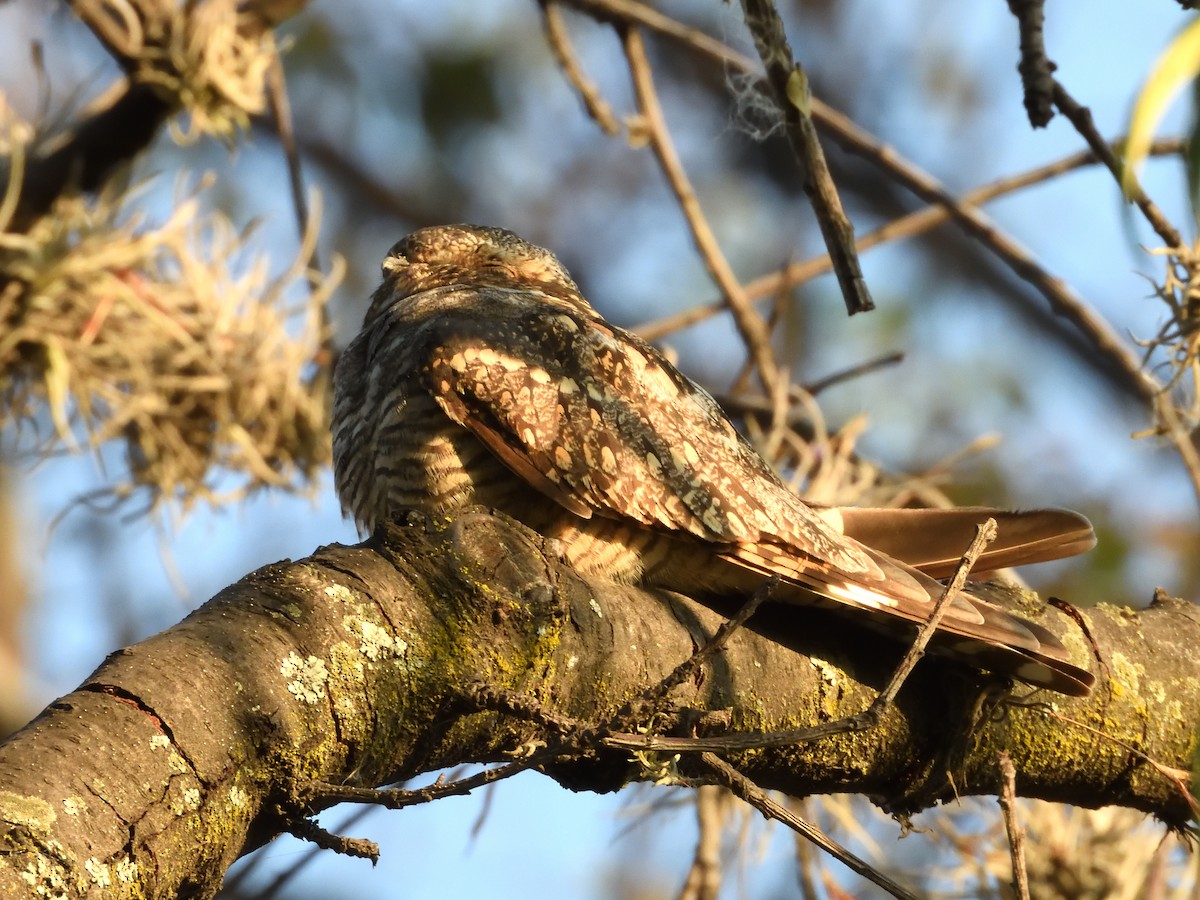 Lesser Nighthawk - ML641346813