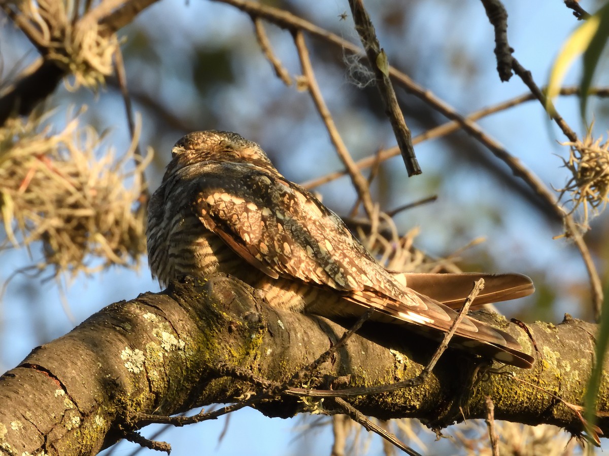 Lesser Nighthawk - ML641346814