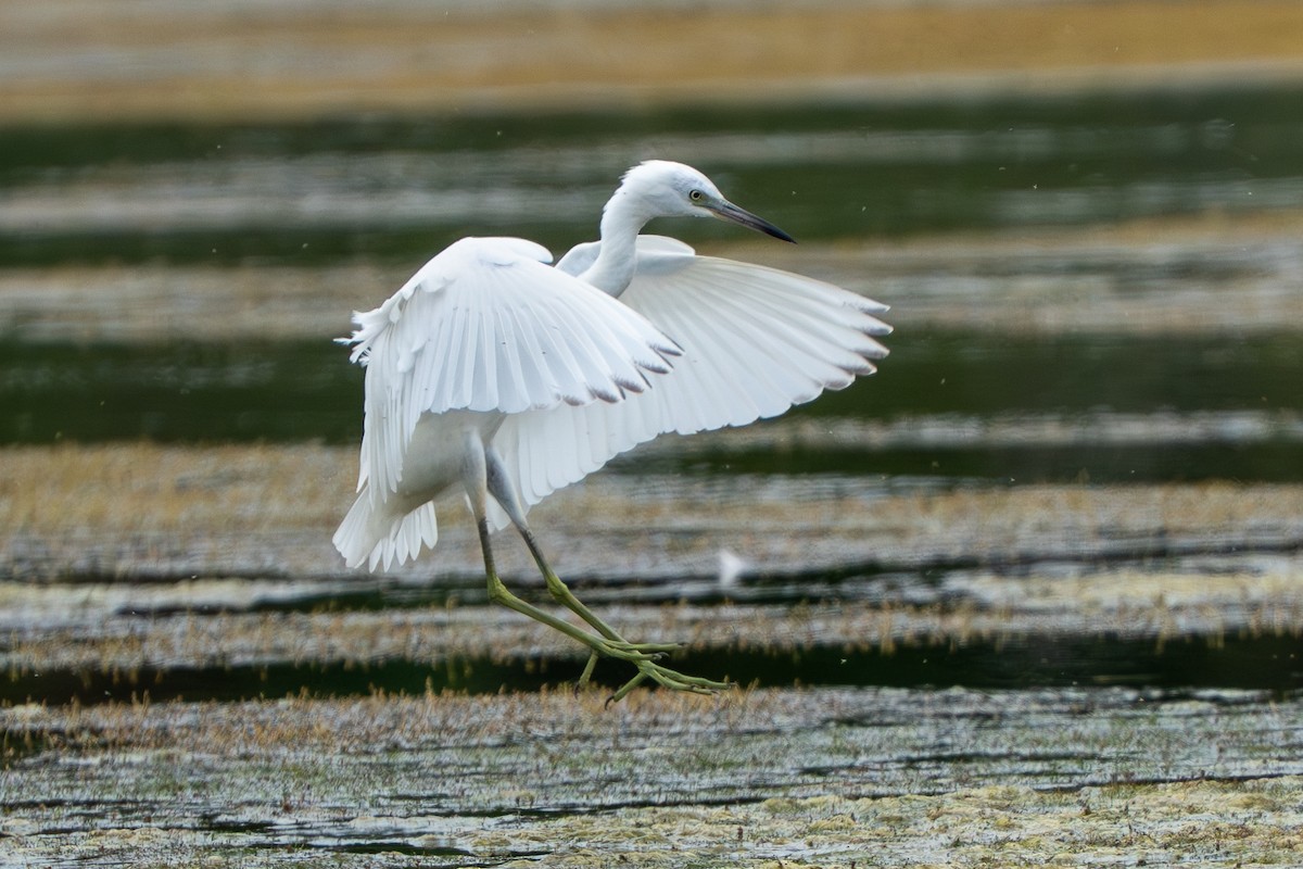Little Blue Heron - ML641346830