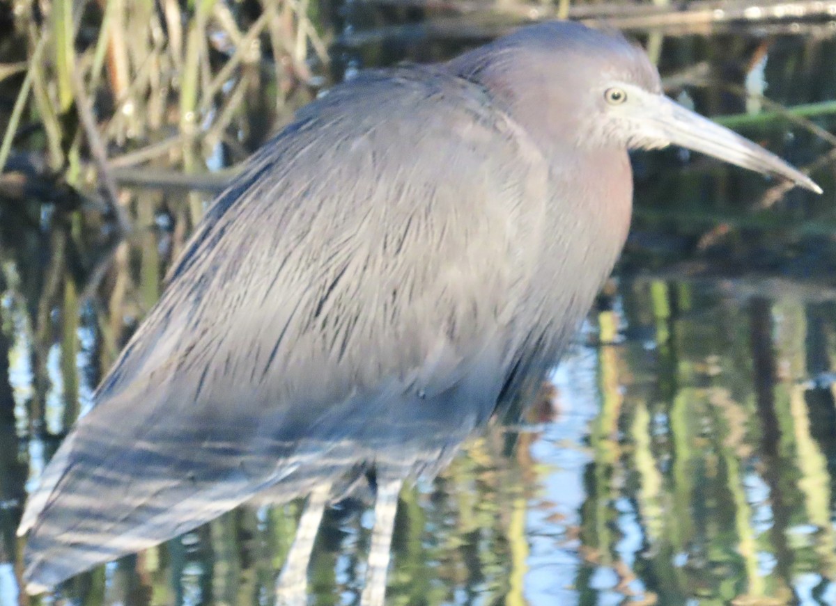 Little Blue Heron - ML641346908