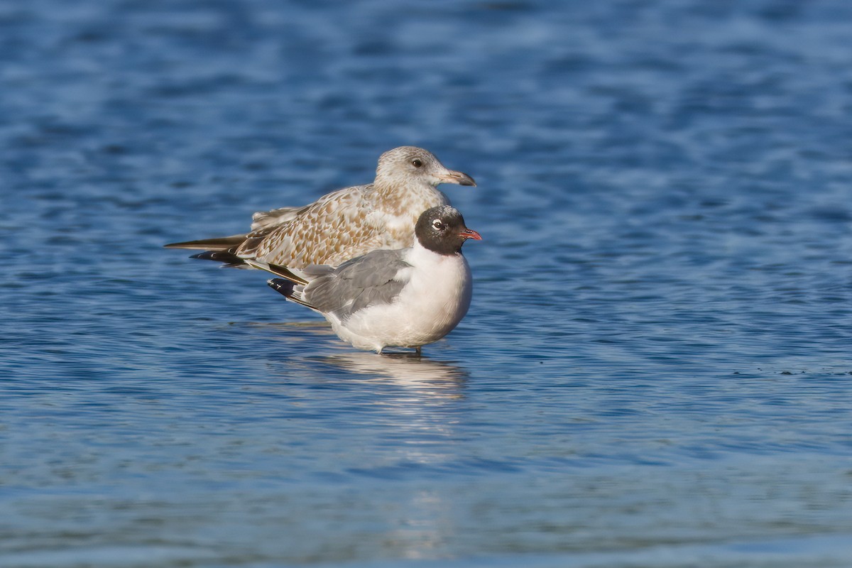 Franklin's Gull - ML641346930