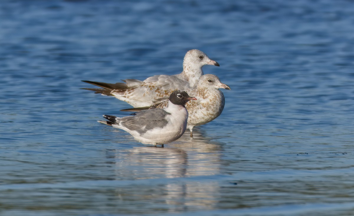 Franklin's Gull - ML641346931