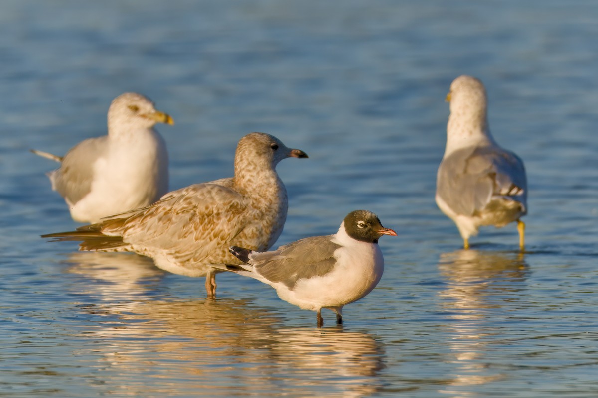 Franklin's Gull - ML641346933