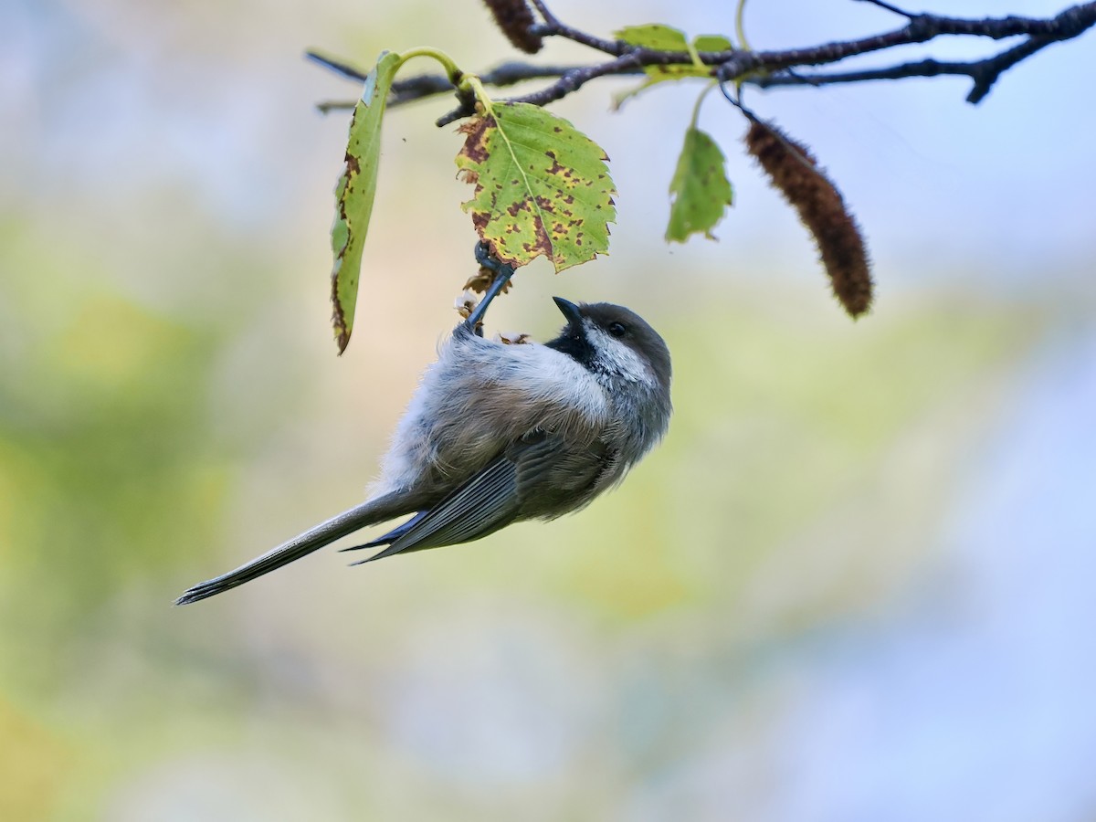 Boreal Chickadee - ML641346953