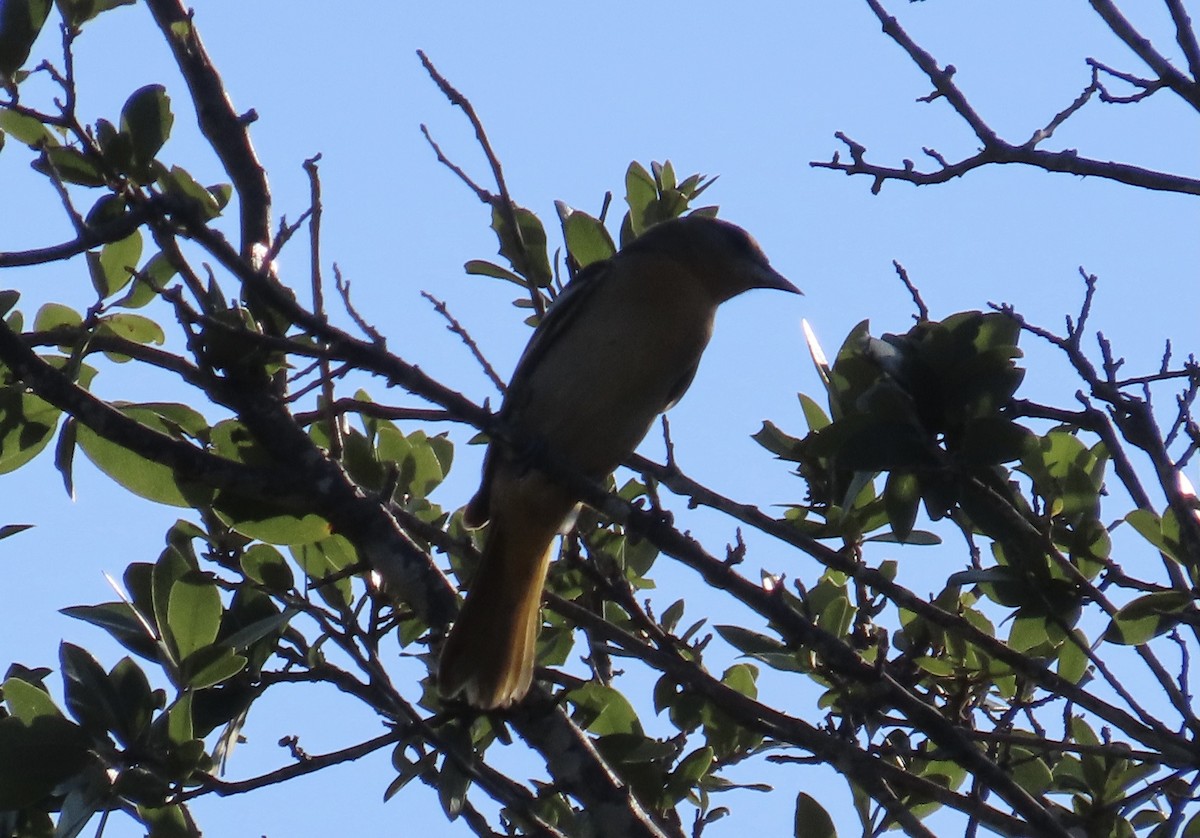 Orchard Oriole - ML641346982