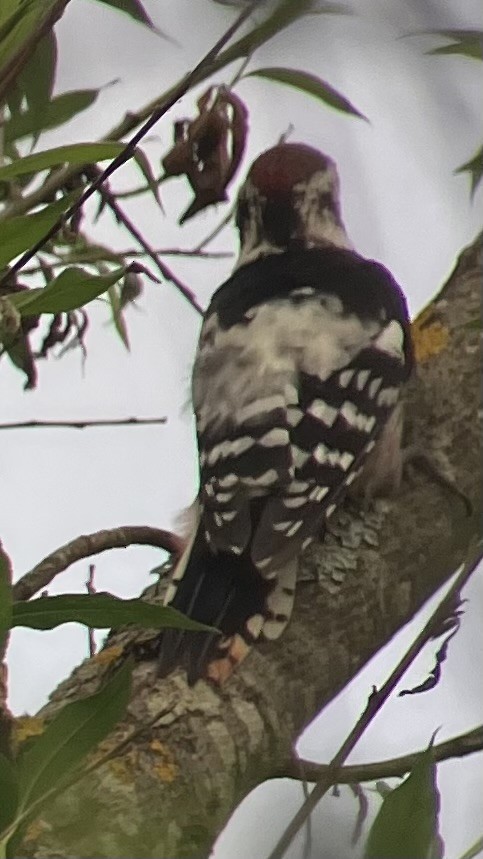 White-backed Woodpecker - ML641347028