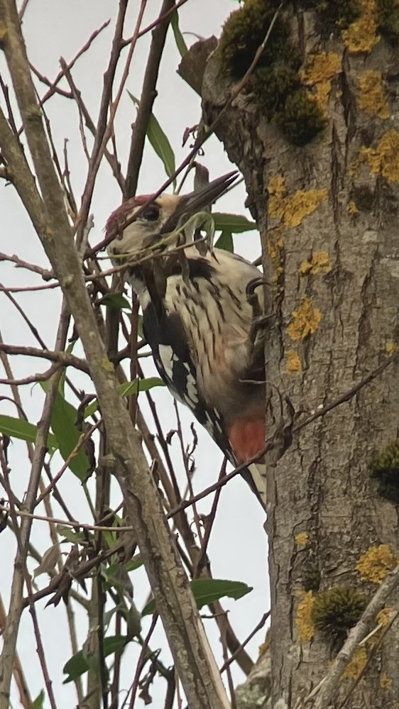 White-backed Woodpecker - ML641347031