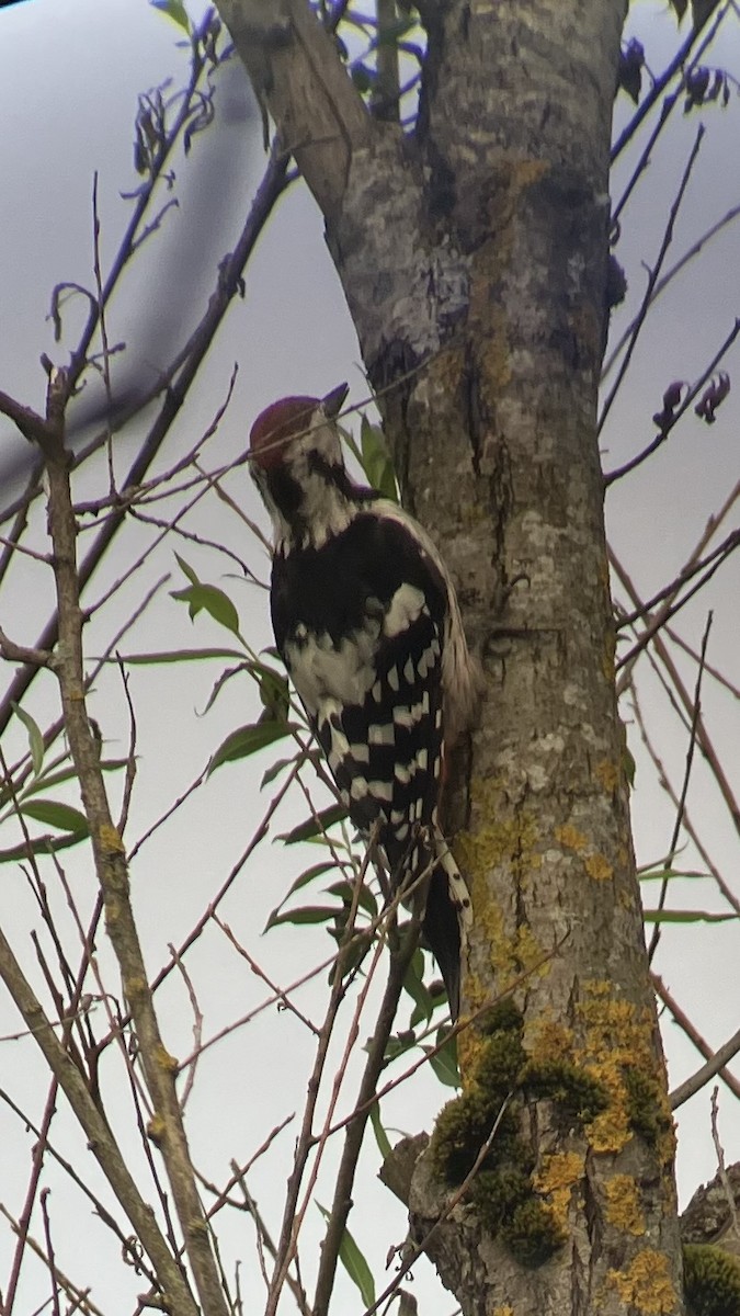 White-backed Woodpecker - ML641347033