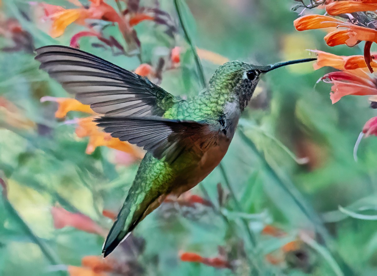 Broad-tailed Hummingbird - ML641347075