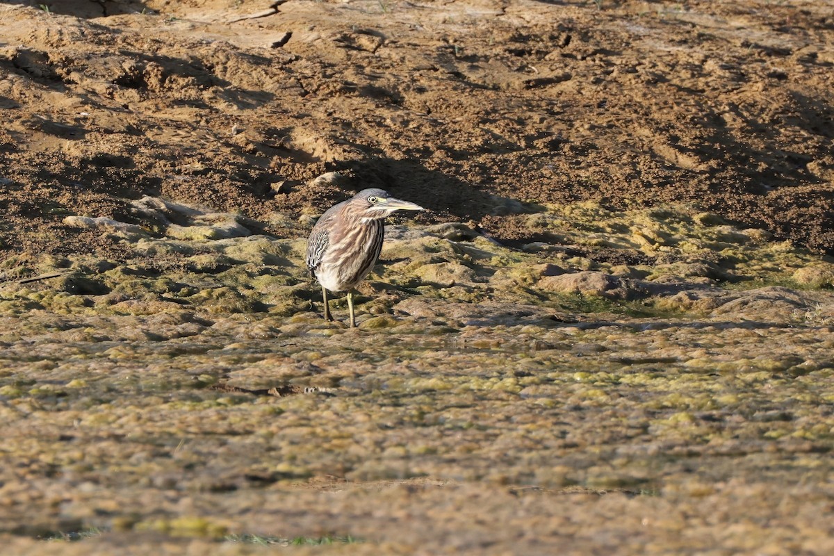 grønnrygghegre - ML641347087