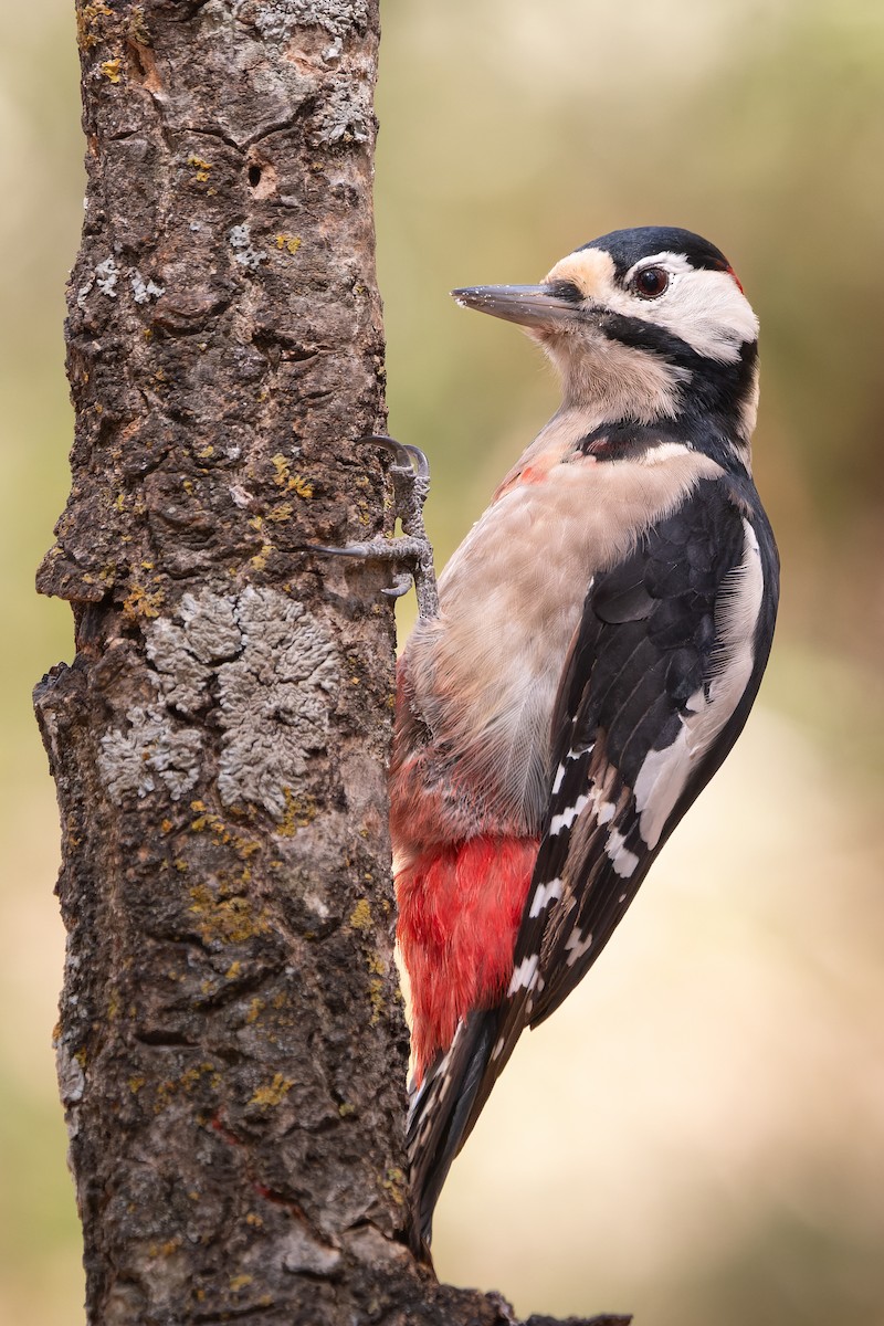 Great Spotted Woodpecker - ML641347147