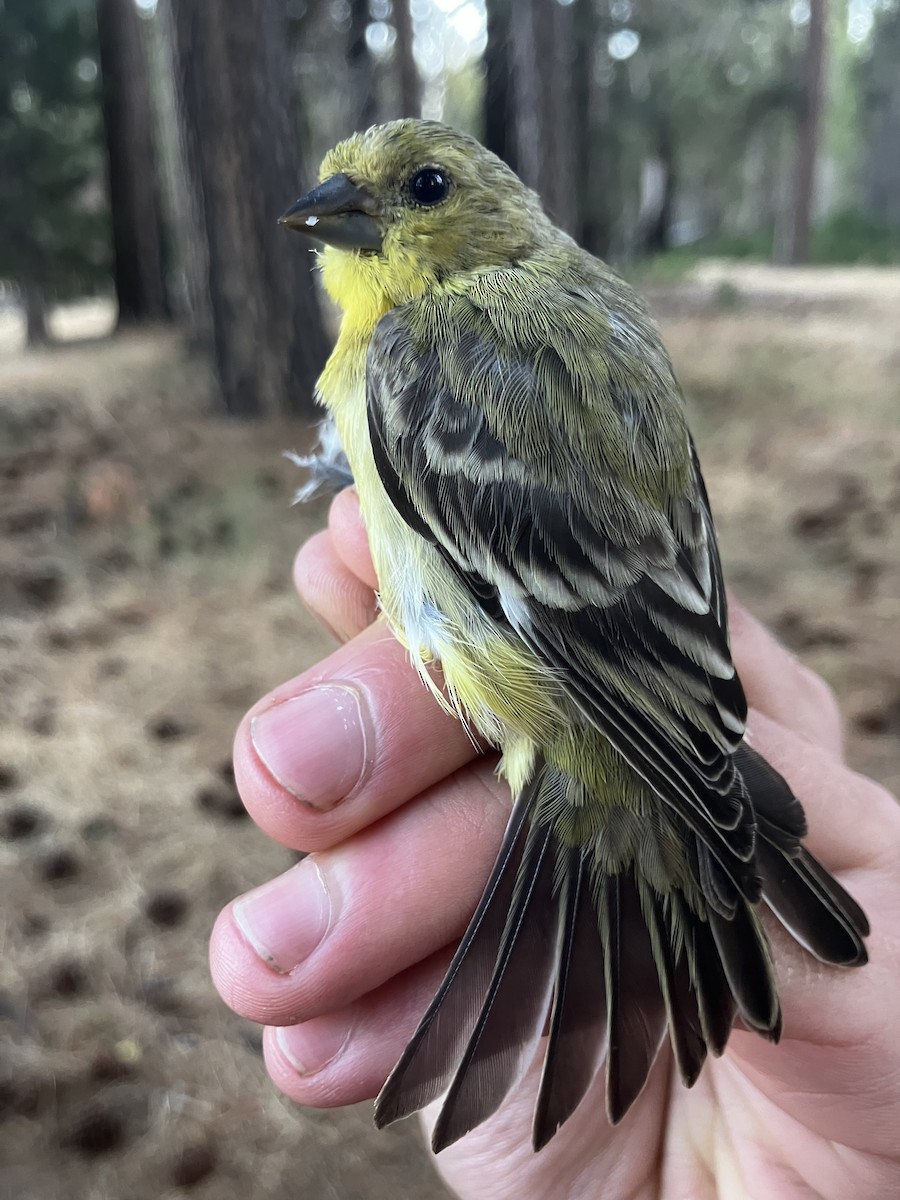 Lesser Goldfinch - ML641347164