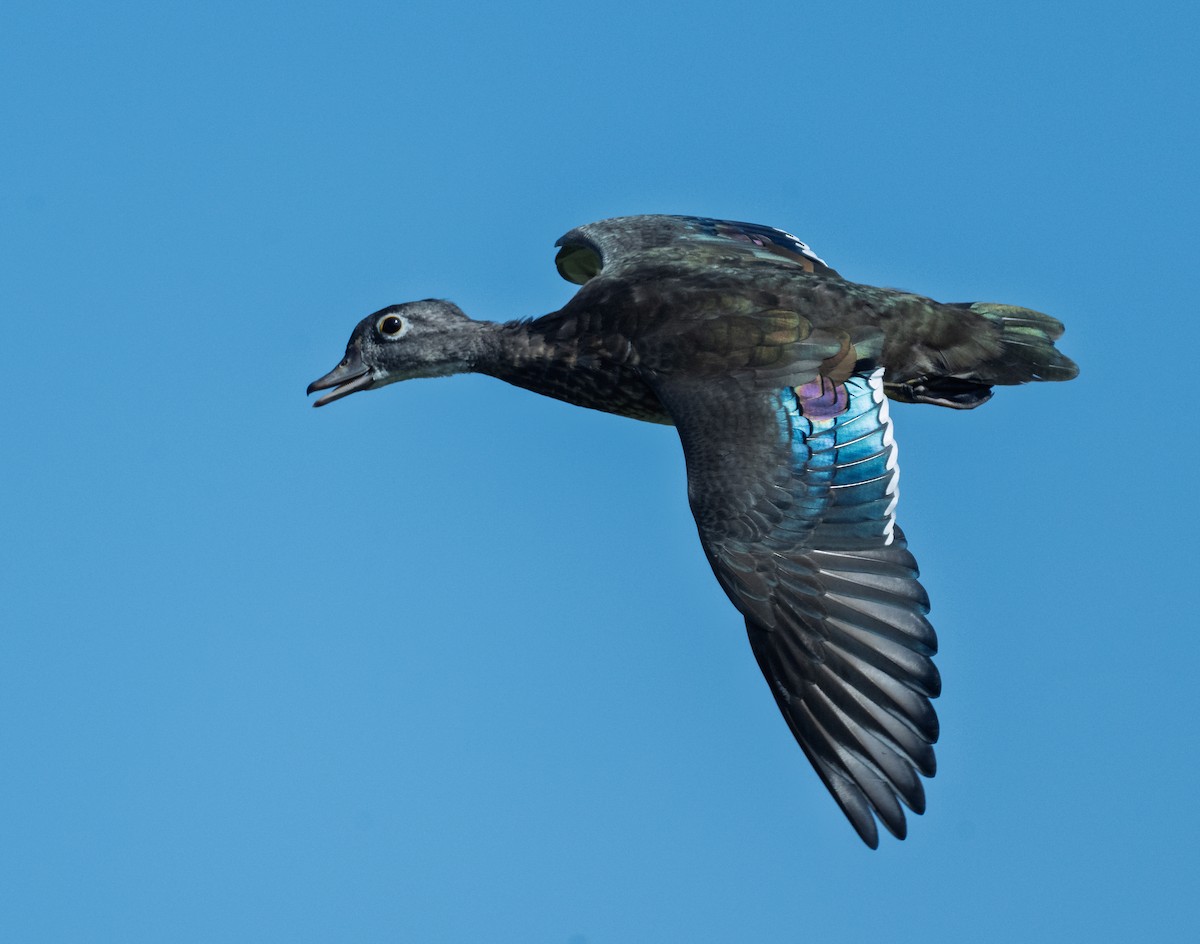 Wood Duck - ML641347178